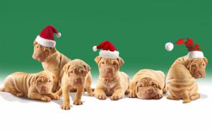 Christmas Puppies wallpaper thumb