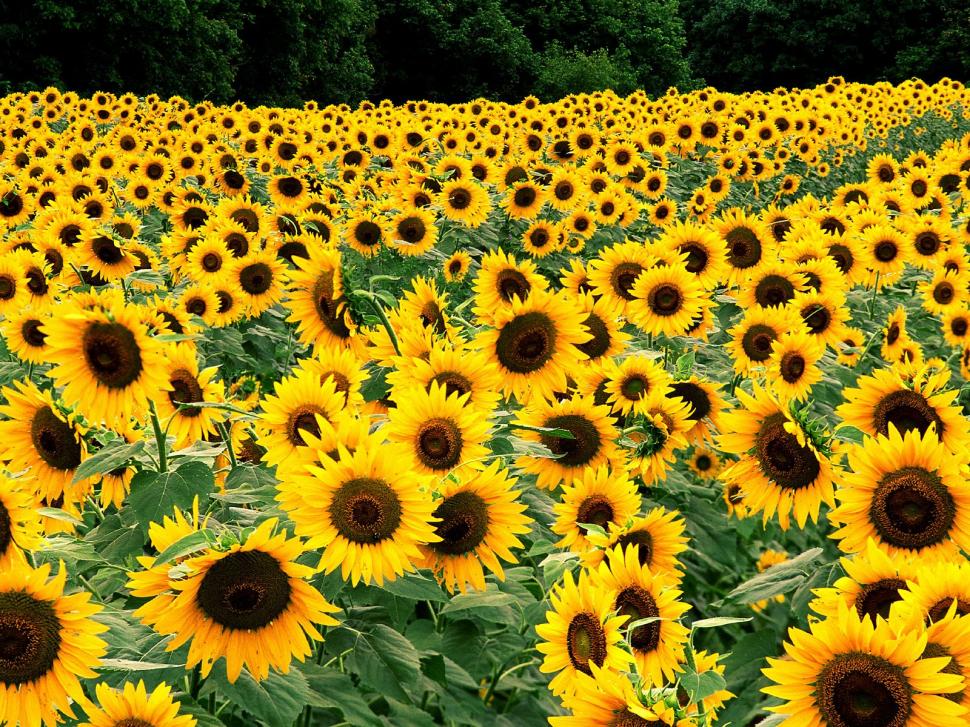 Field of Sunflowers wallpaper,field wallpaper,sunflowers wallpaper,1600x1200 wallpaper