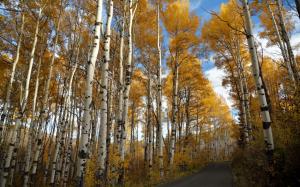 Road, birch, autumn wallpaper thumb
