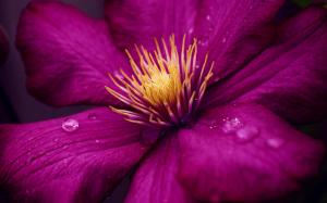 Macro Flower Purple Water Drops HD wallpaper thumb