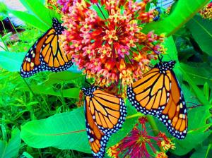 butterflies animal flowers HD wallpaper thumb