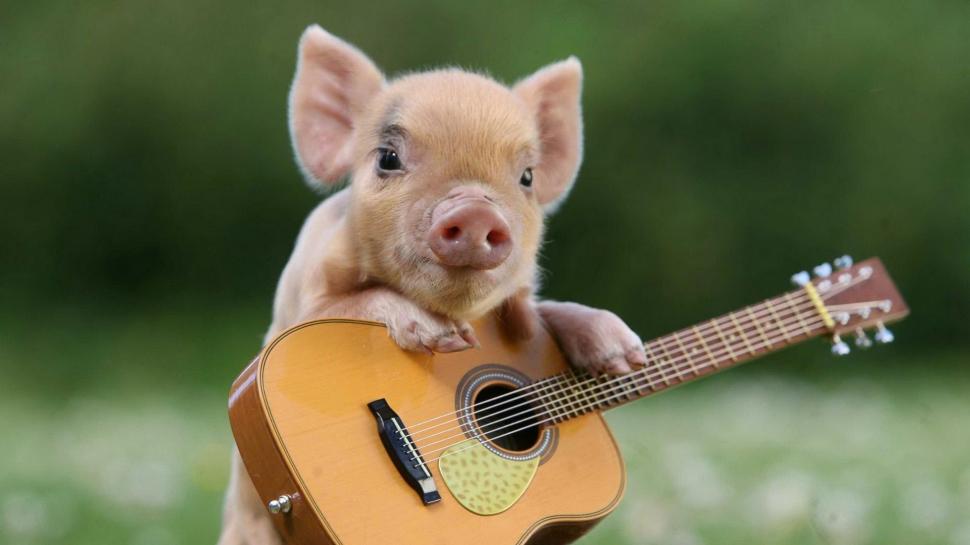 Pig, guitar, cute animal wallpaper | other | Wallpaper Better