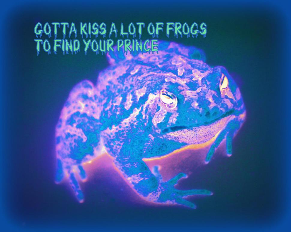 Finding That Frog wallpaper,funny HD wallpaper,ribbit HD wallpaper,frog HD wallpaper,colorful HD wallpaper,animals HD wallpaper,2093x1666 wallpaper