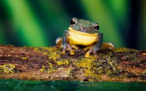 Frog Close-Up wallpaper thumb