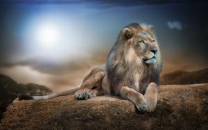 Lion in Jungle wallpaper thumb