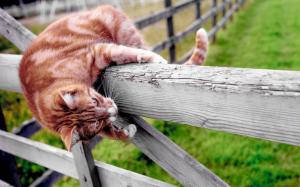 Cat climb fence wallpaper thumb