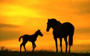 Horse, Animals, Baby Horse, Grass, Sunset, Photography wallpaper thumb
