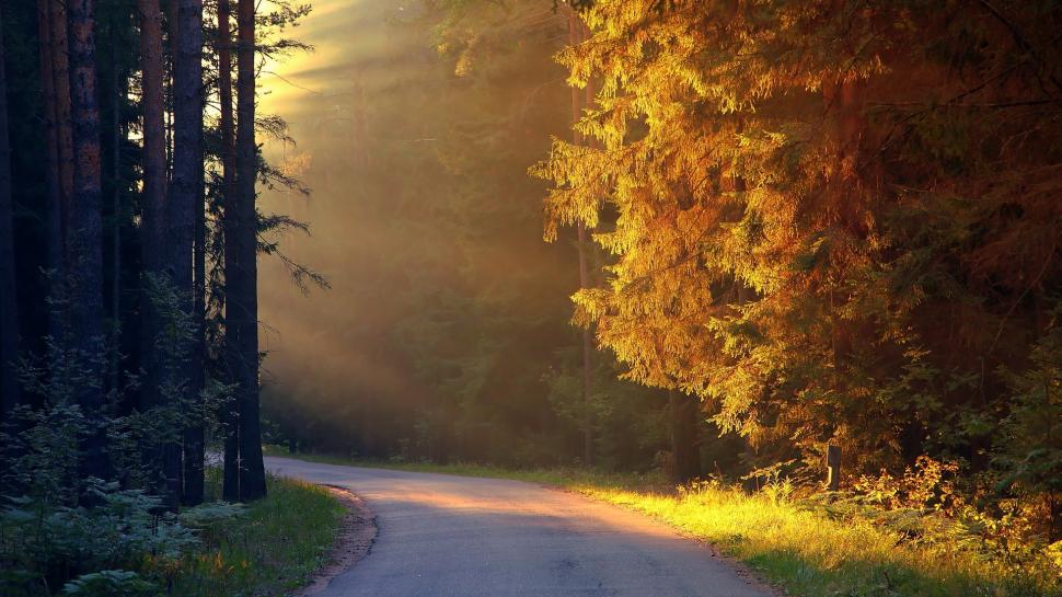 Road Sunlight Trees Forest HD wallpaper,nature HD wallpaper,trees HD wallpaper,sunlight HD wallpaper,forest HD wallpaper,road HD wallpaper,1920x1080 wallpaper