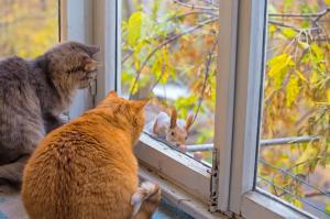 cats, window, squirrel, branch wallpaper thumb
