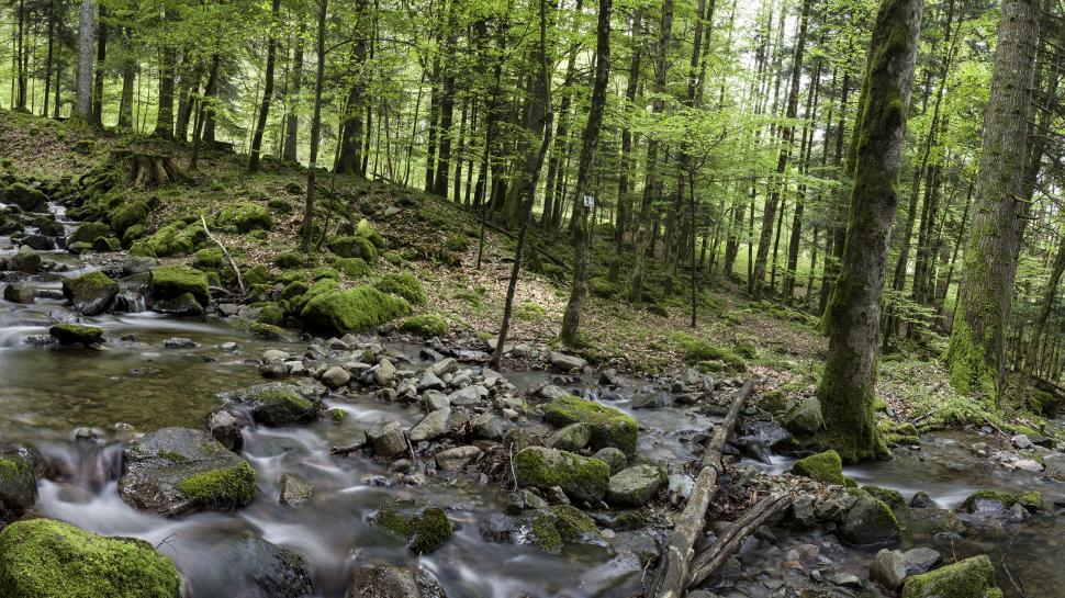 Forest Green Trees River Stream Rocks Stones HD wallpaper,nature HD wallpaper,trees HD wallpaper,green HD wallpaper,forest HD wallpaper,rocks HD wallpaper,stones HD wallpaper,river HD wallpaper,stream HD wallpaper,2560x1440 wallpaper