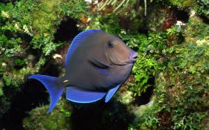 Tropical Underwater Fish wallpaper thumb