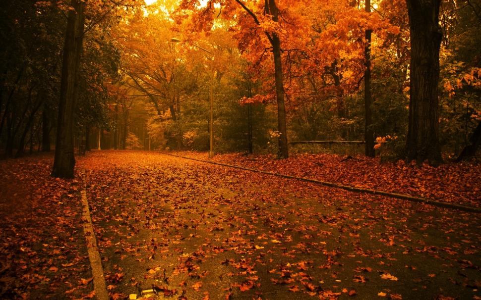 Its time for Autumn wallpaper,trees HD wallpaper,street HD wallpaper,leafs HD wallpaper,1920x1200 wallpaper
