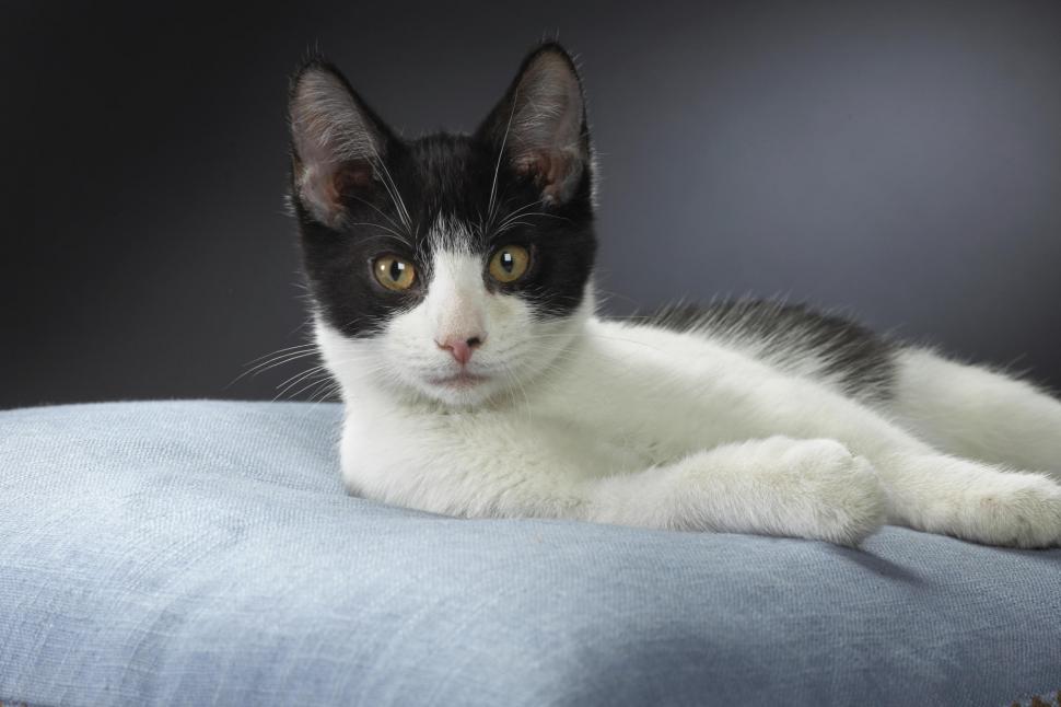 Black and white kitten on a blue pillow wallpaper,white HD wallpaper,blue HD wallpaper,pillow HD wallpaper,black HD wallpaper,kitten HD wallpaper,animals HD wallpaper,2000x1333 wallpaper