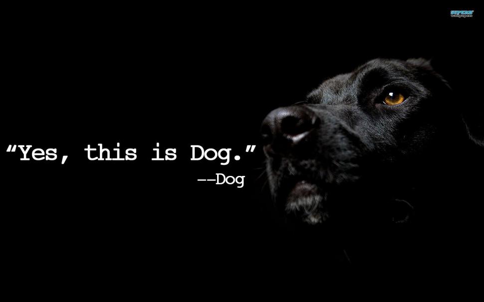 Yes This Is Dog wallpaper,black HD wallpaper,animal HD wallpaper,animals HD wallpaper,1920x1200 wallpaper