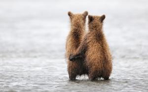 Two cute bear wallpaper thumb