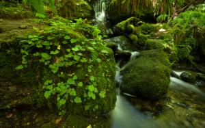 Forest Green Jungle Stream Timelapse Moss Rocks Stones Fern HD wallpaper thumb