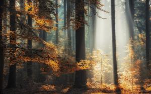 Landscape, Nature, Sun Rays, Forest, Fall, Sunlight, Mist wallpaper thumb