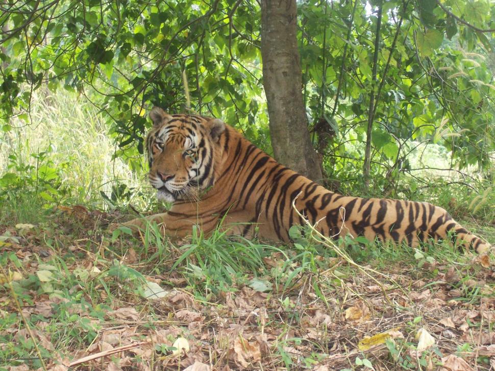 Large Tiger Resting wallpaper,bengal tigers HD wallpaper,shade HD wallpaper,sleepy HD wallpaper,animals HD wallpaper,2048x1536 wallpaper