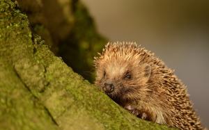 Small animal, hedgehog, spines wallpaper thumb