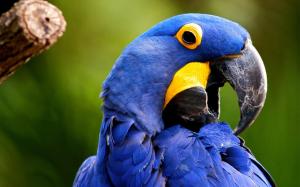 Blue macaw bird wallpaper thumb