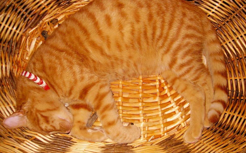 Cat sleeping in the basket wallpaper,animals HD wallpaper,1920x1200 HD wallpaper,basket HD wallpaper,1920x1200 wallpaper