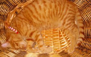 Cat sleeping in the basket wallpaper thumb