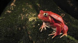 Red Frog wallpaper thumb