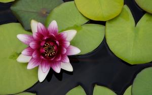 Beautiful Water Lotus Flower wallpaper thumb
