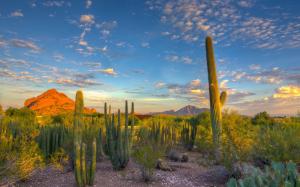 Desert, cactus, sky, clouds, sunset, mountain wallpaper thumb