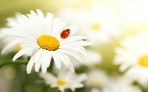 Daisy petals, insect ladybug wallpaper thumb