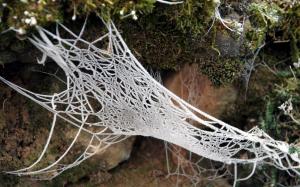 Frost Web Spider Web HD wallpaper thumb
