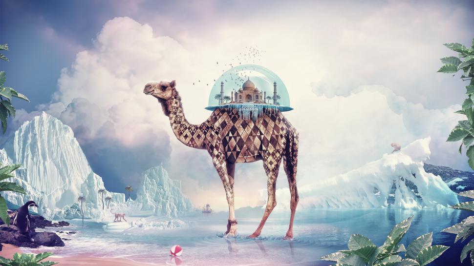Creative pictures, camel India Paradise wallpaper,Creative HD wallpaper,Picture HD wallpaper,Camel HD wallpaper,India HD wallpaper,Paradise HD wallpaper,2560x1440 wallpaper