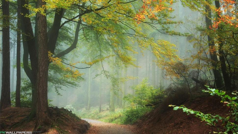 Misty Forest Path wallpaper,forest HD wallpaper,leaves HD wallpaper,path HD wallpaper,mist HD wallpaper,nature & landscapes HD wallpaper,1920x1080 wallpaper