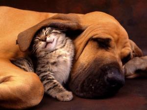 nap time adorable Bloodhound buddies cute kitten and dog cat sleeping together floppy ear friends Lo HD wallpaper thumb