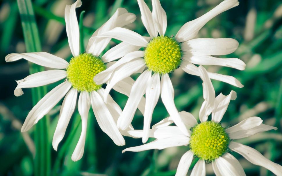 White flowers, daisies, green background wallpaper,White HD wallpaper,Flowers HD wallpaper,Daisies HD wallpaper,Green HD wallpaper,Background HD wallpaper,1920x1200 wallpaper