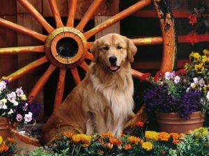 Animals, Dog, Golden Retriever, Flowers, Cute, Photography wallpaper thumb