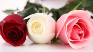 Roses, Macro, Red Rose, White Rose, Pink Rose, Bud, Flowers wallpaper thumb