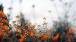 Nature Flowers Plants Depth Field Pictures For Desktop wallpaper thumb