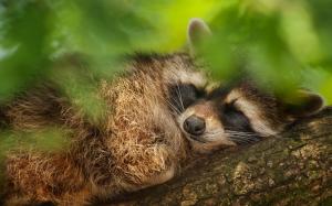 Tree, green leaves, raccoon falling asleep wallpaper thumb