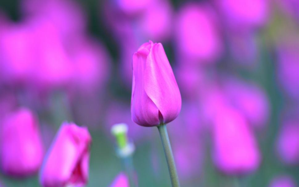Pink tulip flowers, stem, petals, bokeh wallpaper,Pink HD wallpaper,Tulip HD wallpaper,Flowers HD wallpaper,Stem HD wallpaper,Petals HD wallpaper,Bokeh HD wallpaper,1920x1200 wallpaper