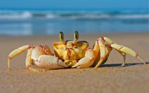 Crab on Beach wallpaper thumb