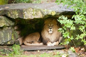 Lion in cave wallpaper thumb