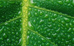 Water drops on leaf wallpaper thumb