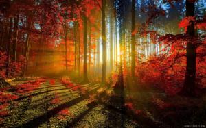 Autumn Red Forest wallpaper thumb