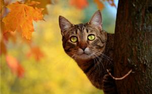 Autumn cat peeping, yellow leaves wallpaper thumb