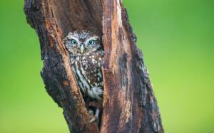 Owl Bird Tree HD wallpaper thumb
