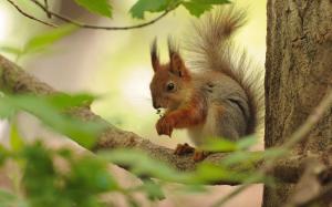 Red squirrel on tree wallpaper thumb