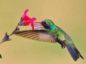 Hummingbird, nectar, red flower wallpaper thumb