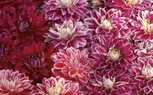Colorful Chrysanthemums wallpaper thumb