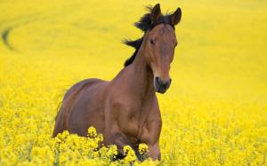 Horse and yellow flowers wallpaper thumb